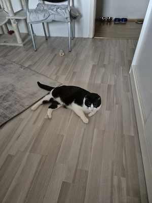 kater abzugeben