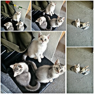 Baby Kätzchen BKH