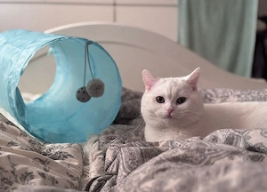 BKH reinrassiger Kater Coco (1 Jahr, geimpft & kastriert) inkl. Zubehör