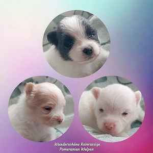 Unsere Wunderschöne Reinrassigen Pomeranian Welpen sind da!