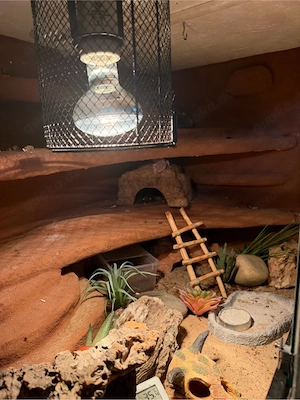 3 Leopardgeckos mit terrarium abzugeben