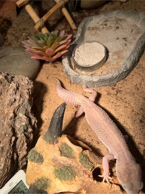 3 Leopardgeckos mit terrarium abzugeben