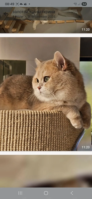 Bkh Britische kurzhaar kitten 