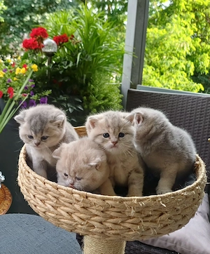 Britische kurzhaar kitten Mama und Papa mit Stammbaum 