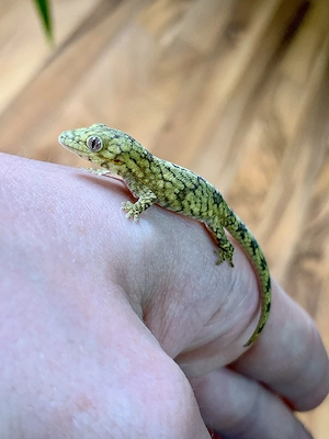 0.1 Chamäleongecko (Eurydactylodes agricolae) 