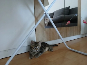Babys Katze 