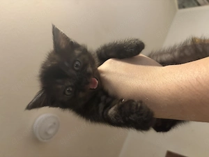 4 Bkh mixxed kitten zu verkaufen ab 1.7.2026