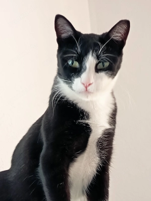 Luna sucht ein gutes Zuhause 