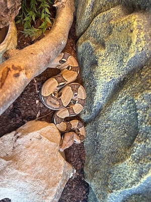 Boa imperator 