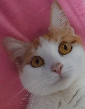 Katze sucht ein neues Zuhause in liebevolle Hände abzugeben 