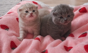 BKH Kitten (Abgabe ab ende Juli )