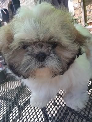 Shih-Tzu Welpen 