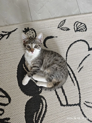 Katzenbaby Mädchen EKH
