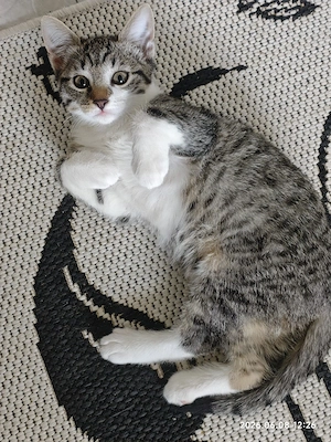 Katzenbaby Mädchen EKH