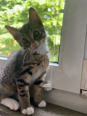 Nala   11 Wochen alt   sucht neues liebevolles Zuhause 