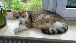 Verschmuste Katze sucht ein neues Zuhause 