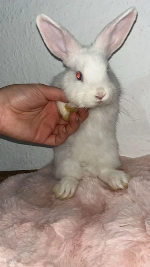 Löwenköpfchen
