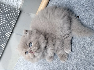 BKH Kitten abzugeben 