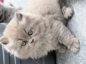 BKH Kitten abzugeben 