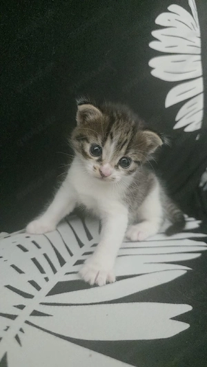 kitten schon abgabebereit