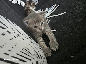 kitten ......