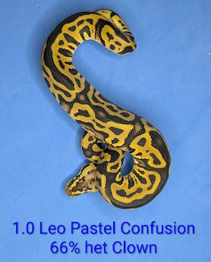 1.0 Leopard Confusion Pastel 