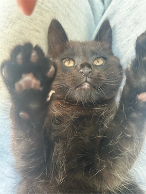 Zwei süße Babykatzen suchen ein liebesvolles Zuhause 