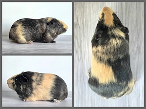 Meerschweinchen Böckchen Glatthaar