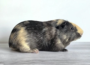 Meerschweinchen Böckchen Glatthaar