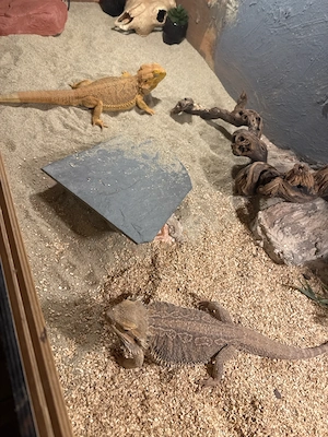 bartagame weibchen 
