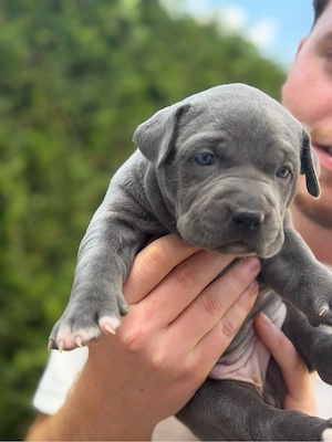 American XL Bully Welpen