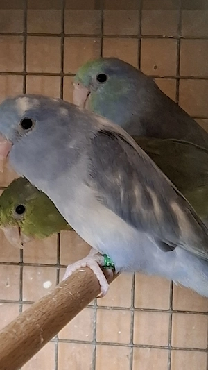 Blaugenick Sperlingspapageien 