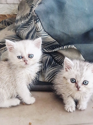 4 Süße Kitten suchen  ein liebevolles Zuhause ?