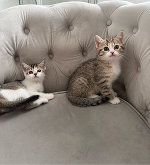 Mischlingskitten Mädchen