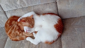 Liebevolles Katzer Duo