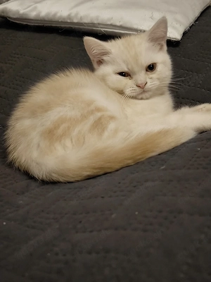Der kleine Kater ist so süß und niedlich 