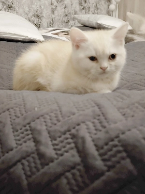 Wunderschönes kleines Katerchen 