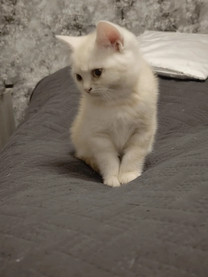 Der kleine Kater ist so süß und niedlich 