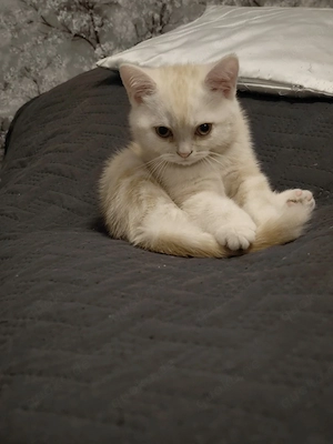 Der kleine Kater ist so süß und niedlich 