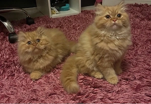 Perserkatzen (ggf. mit Lieferung) 