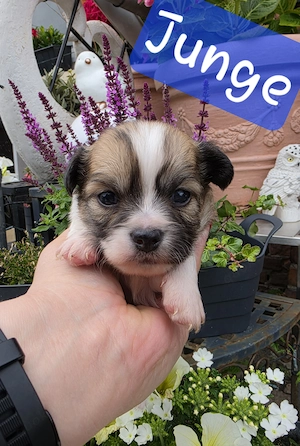 Chihuahua-Welpen in liebevolle Hände abzugeben
