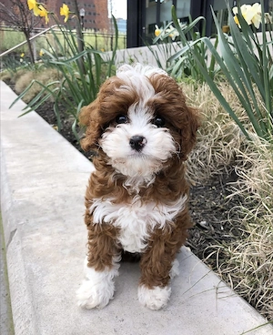 Wunderschöner Cavapoo-Welpe sucht ein neues Zuhause