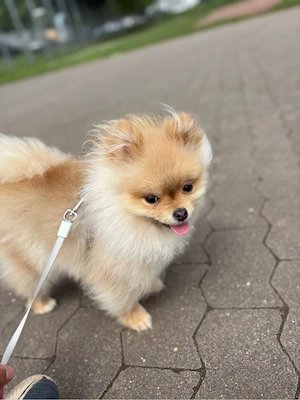 Liebe kleine Pomeranian Hündin