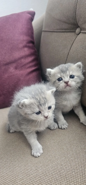 Süße Kitten suchen ein liebesvolles Zu hause     