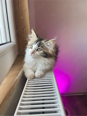 Bunte Kitten