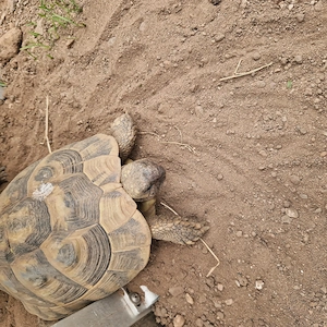 Griechische Landschildkröte weiblich NZ 2015