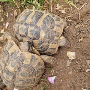 Griechische Landschildkröten weiblich NZ 2020