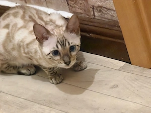 Bengal Katze Kitten Snow Lynx