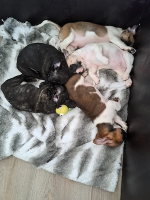 Französchpinscher Welpen