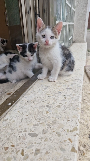 Babykatzen abzugeben